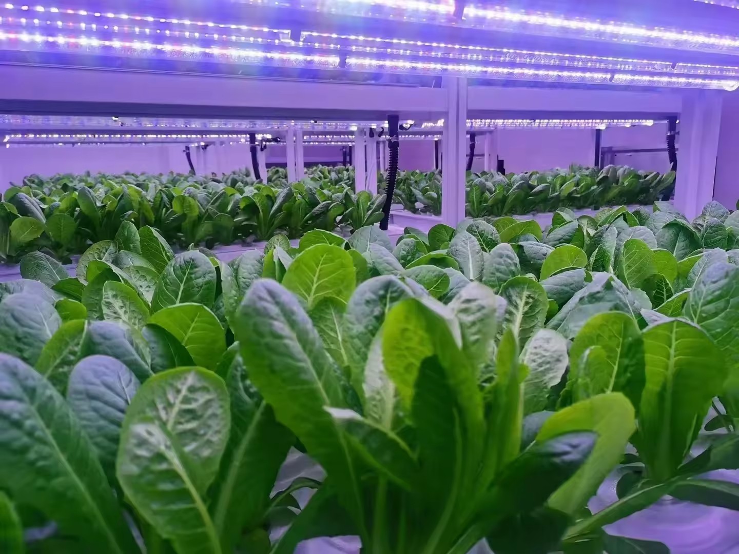 f Теплица Сельскохозяйственное – обзор и цена Hydroponic Tower