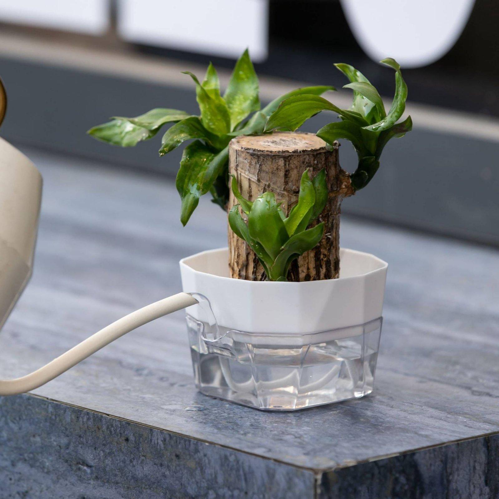 Гидропонная ваза с двумя слоям – обзор и цена Self Watering Planter
