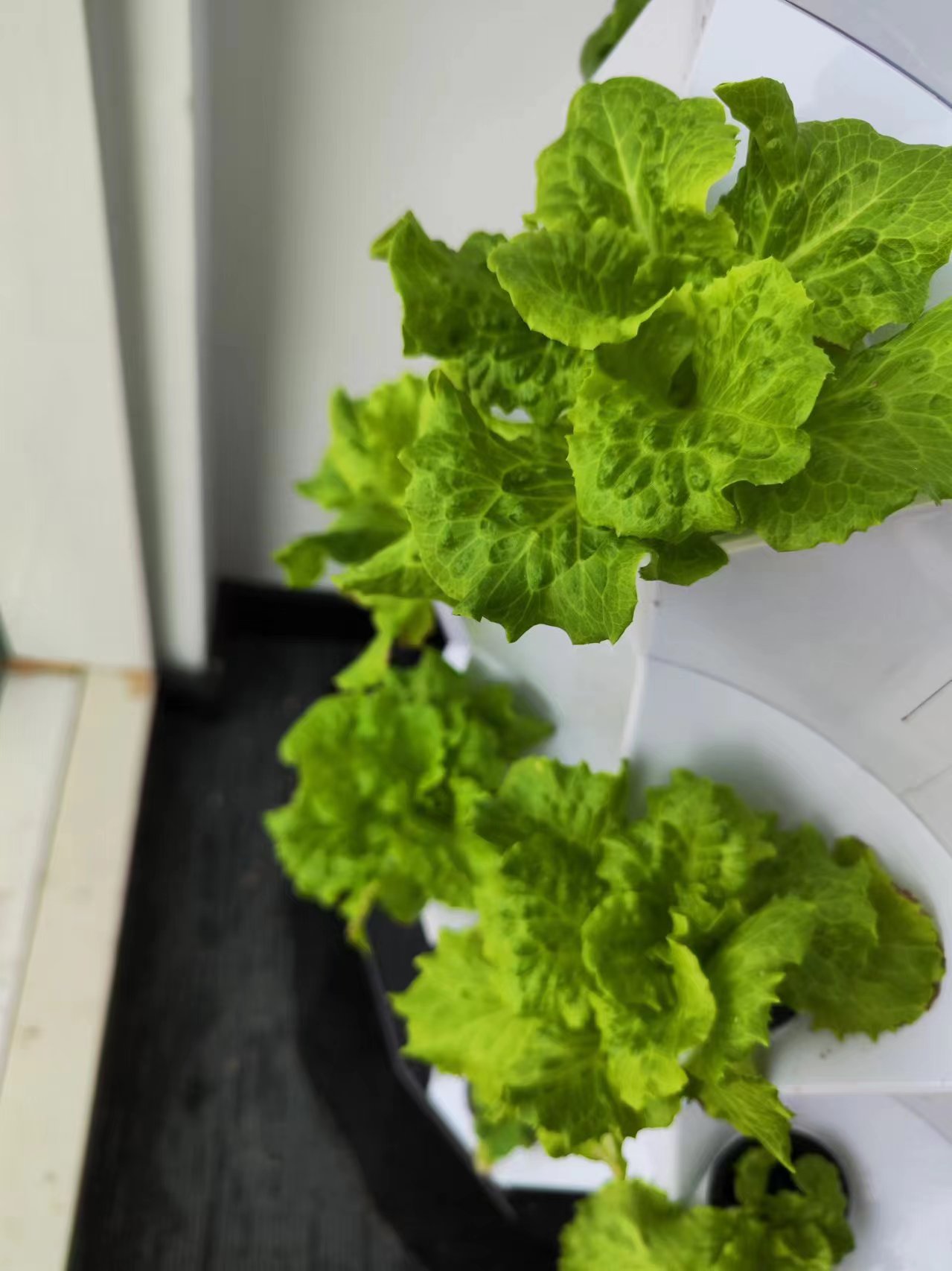 Системы автоматического капель – обзор и цена Hydroponic Tower